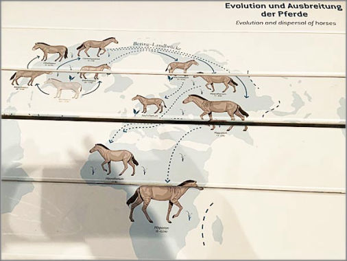 Evolution und Ausbreitung der Pferde