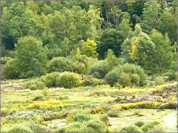 Grube Messel - Natur pur erleben