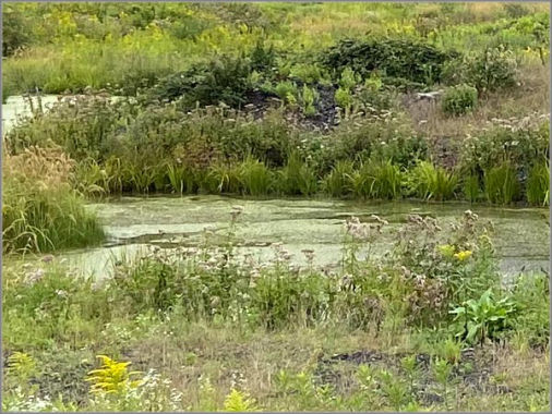 Grube Messel See Blumen