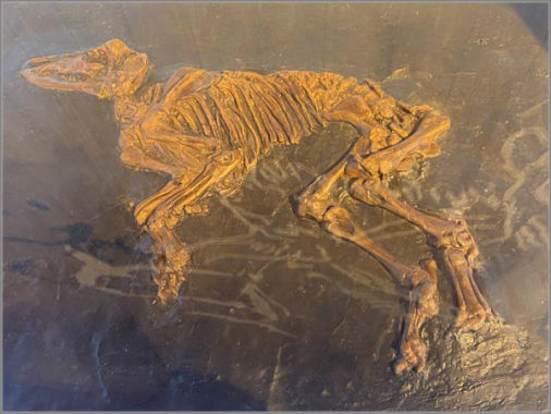 Propalaeotherium hassiacum - Fossilreplik eines Jungtieres